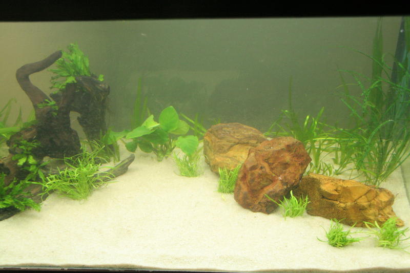 Planted Jebo 058.jpg