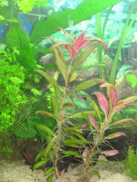 Plants.jpg