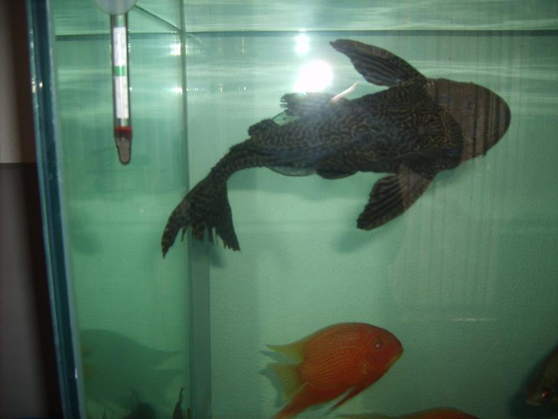 Pleco 2.jpg