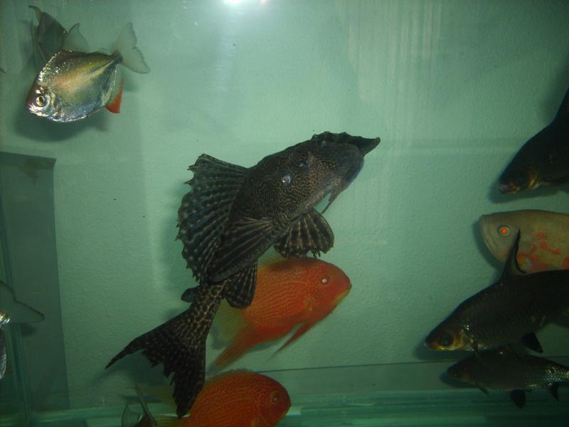 Pleco 5.jpg