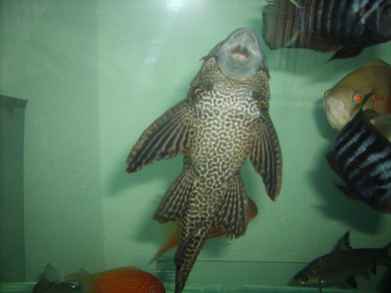 Pleco 6.jpg