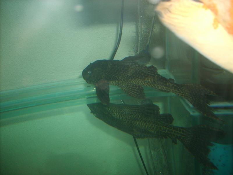 Pleco 7.jpg