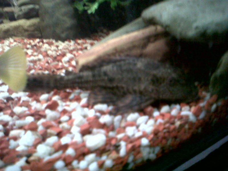 pleco.jpg
