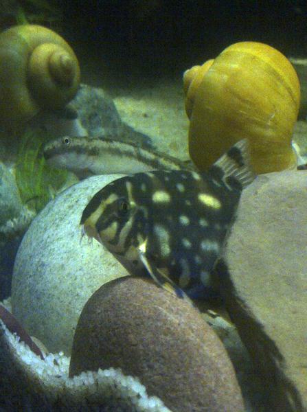 polka & goby.jpg