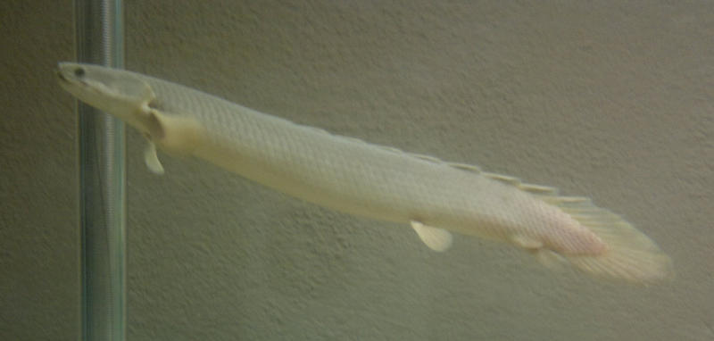 Polypterus senegalus 02.jpg