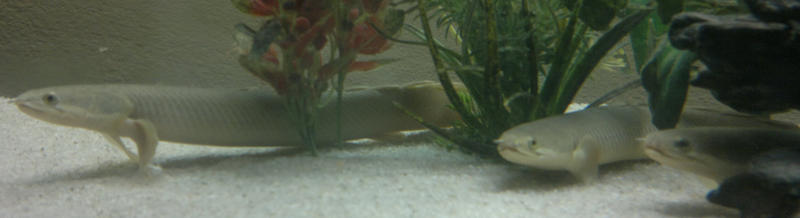 Polypterus senegalus 03.jpg