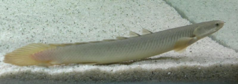 Polypterus senegalus 06.jpg