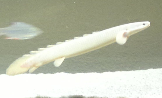 Polypterus senegalus 07.jpg