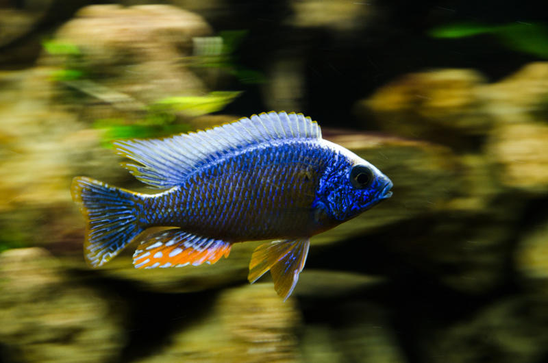 Protomelas Steveni-1.jpg
