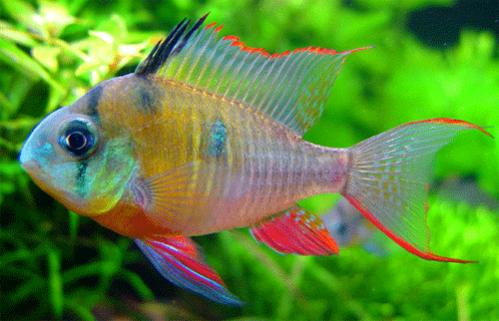 Ram-Bolivian.jpg