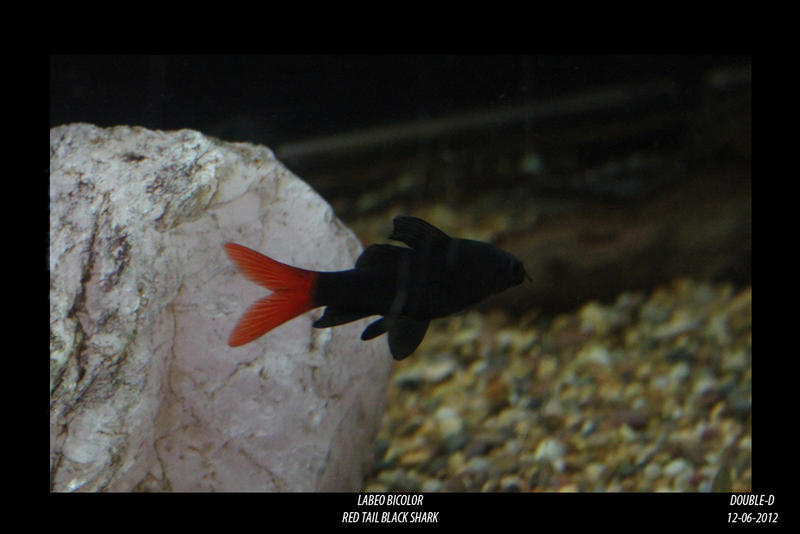 Red-Tail-Black-Shark.jpg