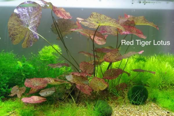 Red Tiger Lotus.jpeg