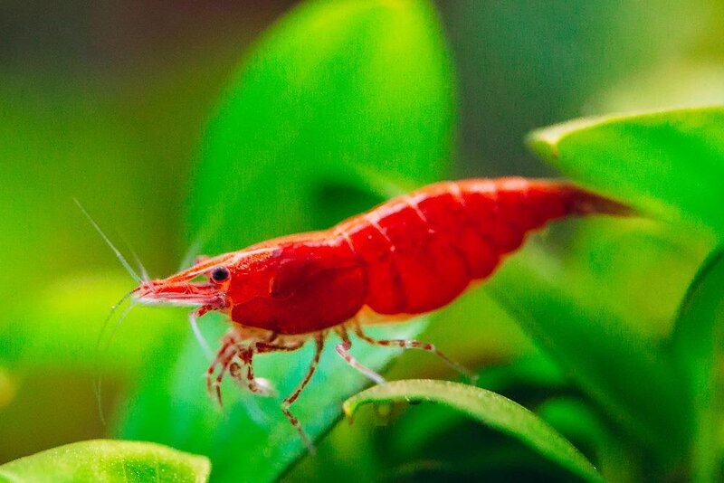 Red_cherry_shrimp_-_breeding_a98adf6d-3b7c-4305-9693-8bab1ca21a21_1000x.jpg