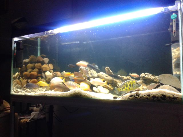 rescape7.jpg