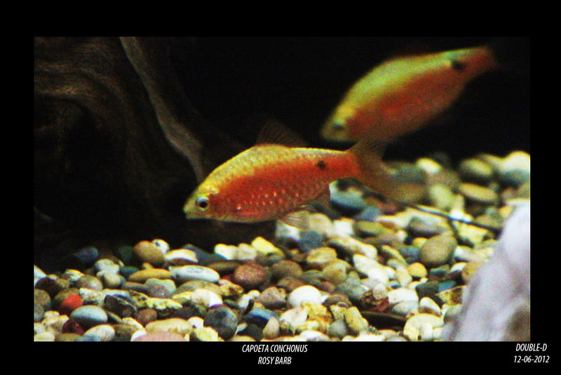 Rosy-Barb.jpg