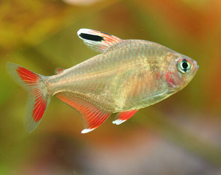rosy tetra.jpg