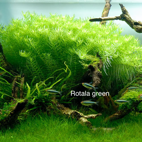 Rotala green.jpg