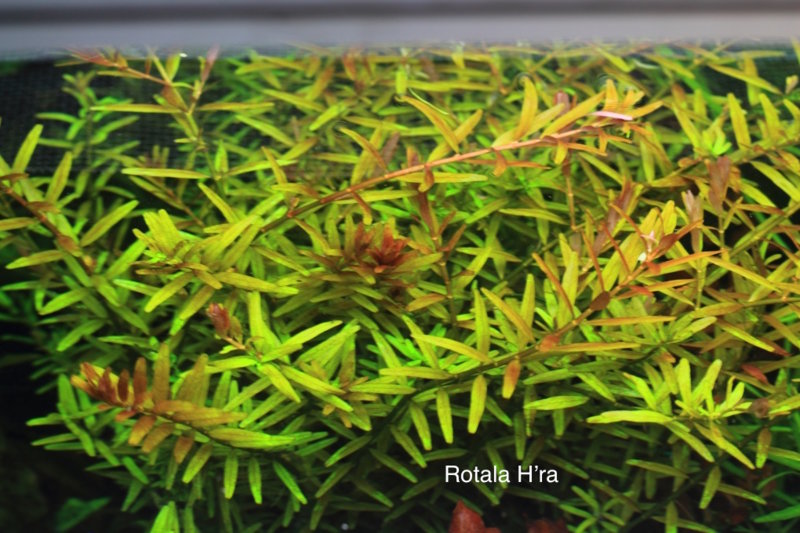 Rotala H'ra.JPG
