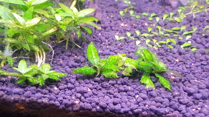 S Repens.jpg