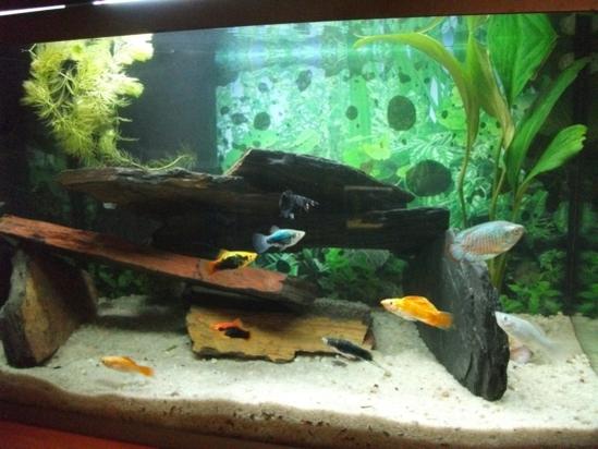 second attempt 04.03.11.jpg