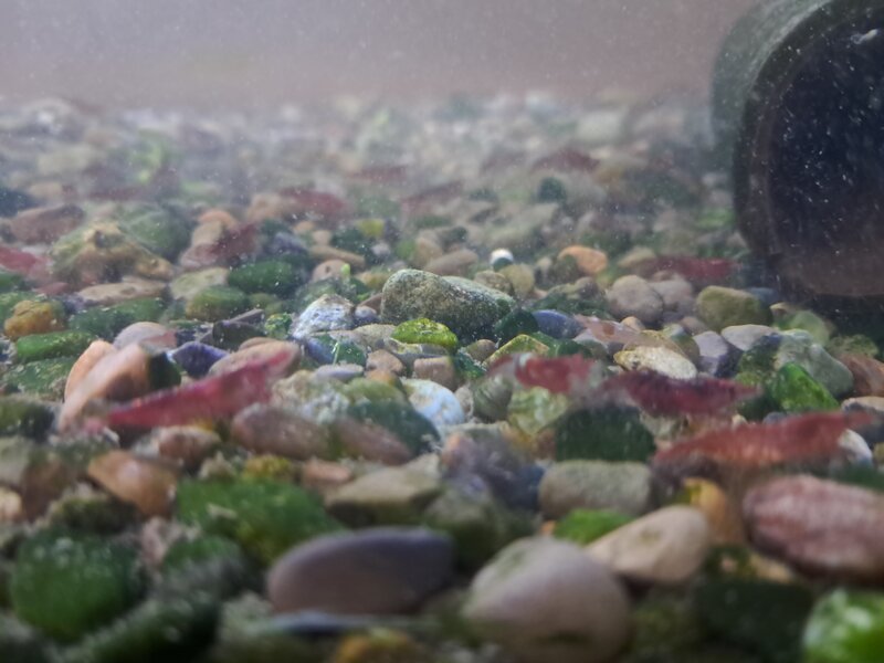 Shrimp 2 20260810_141458.jpg
