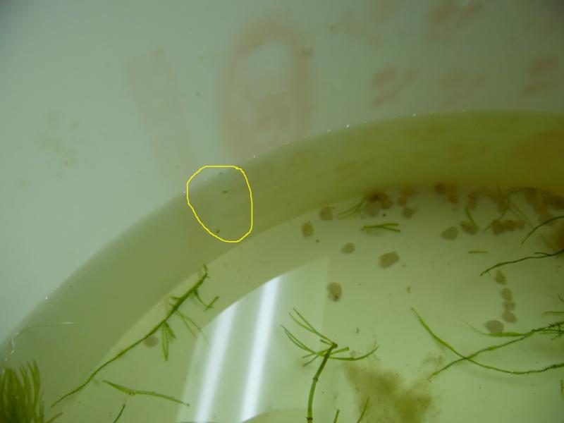 shrimp fry 1.jpg