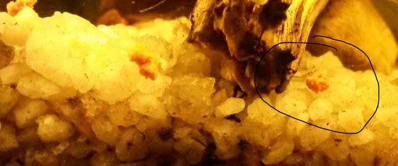 shrimp fry 2.jpg