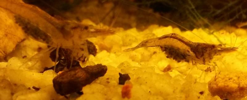 shrimp fry 3.jpg
