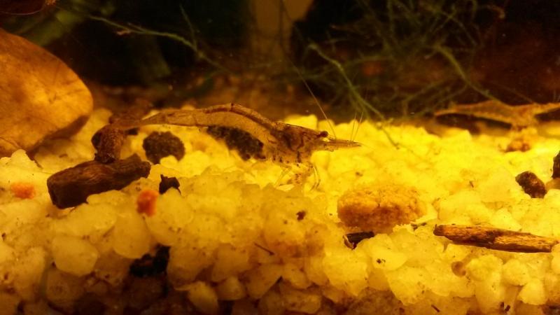 shrimp1small.jpg