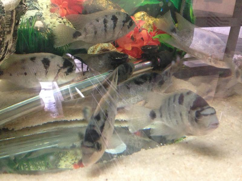 Silver Cichlid.jpg