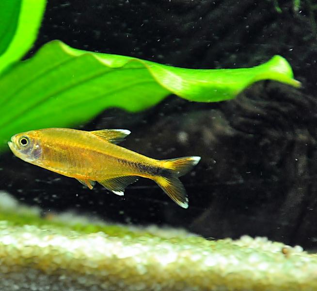 Silver tip Tetra1.jpg
