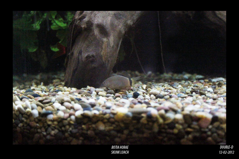 Skunk-Loach.jpg