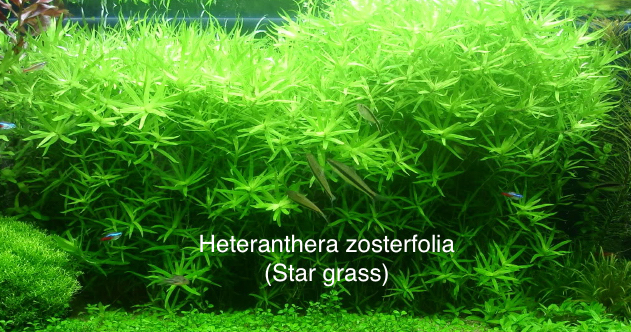 Star grass.jpg