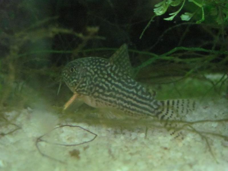 Sterba Cory.jpg