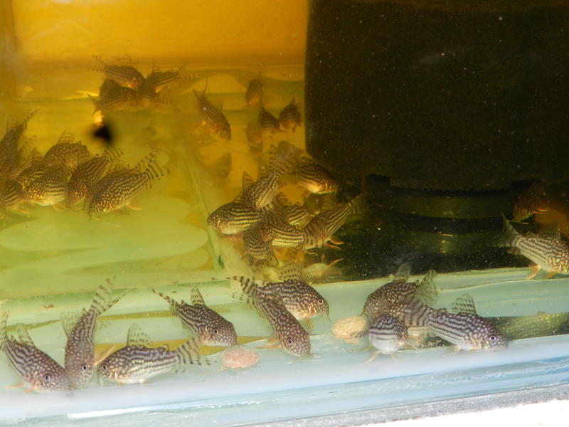 sterbai corydoras.jpg