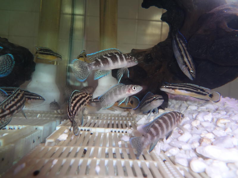 tangs to swop (1).jpg