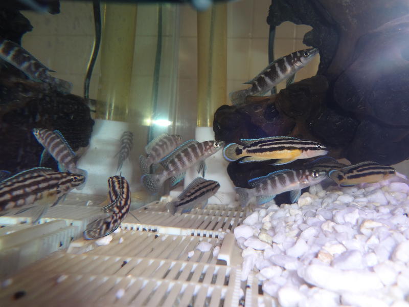 tangs to swop (2).jpg