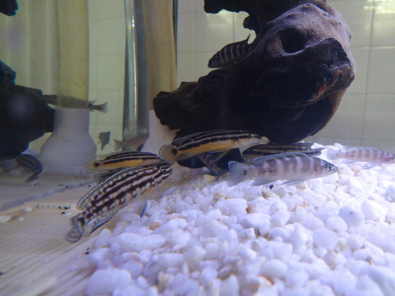 tangs to swop (3).jpg