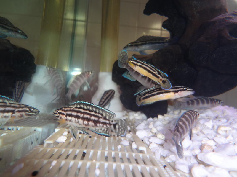 tangs to swop (4).jpg