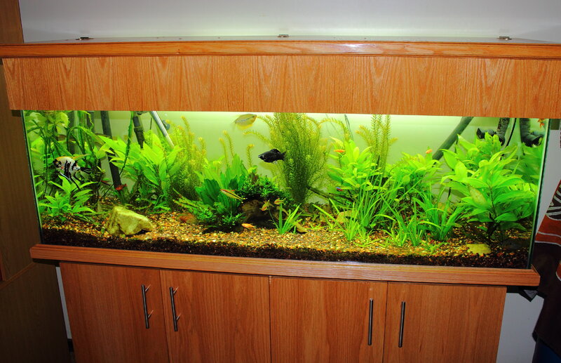 Tank pic Feb 20131.JPG
