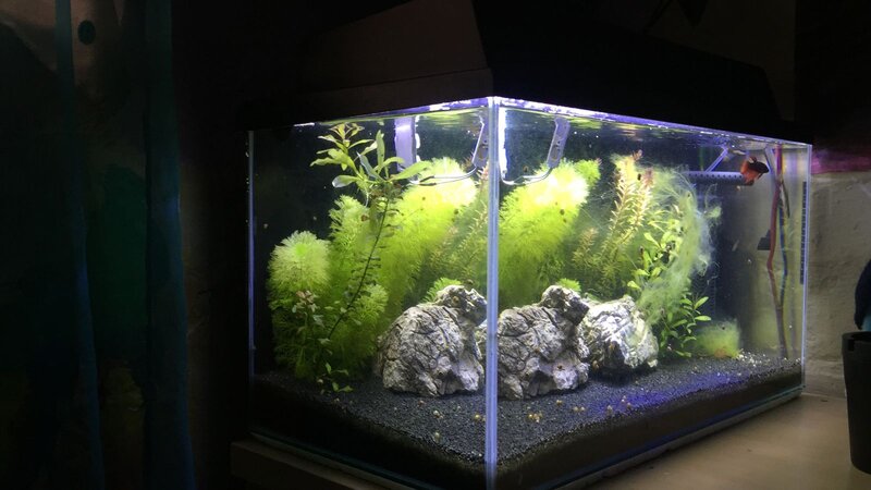 tank2.jpg