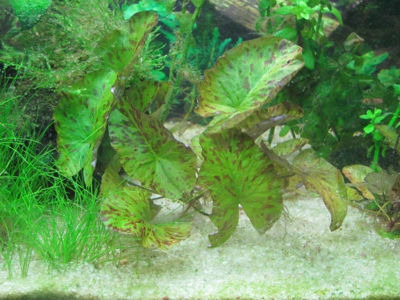 Tiger Lotus.jpg