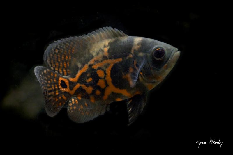 Tiger Oscar 1 (small).jpg