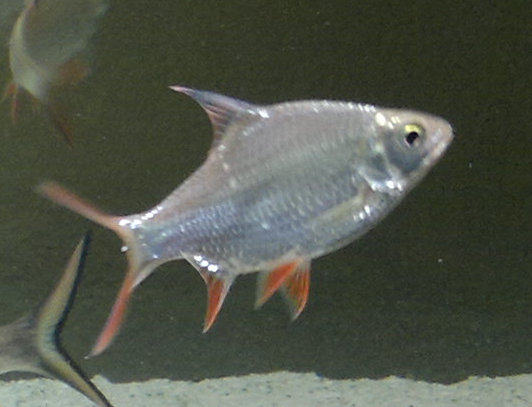 tinfoil barb.jpg