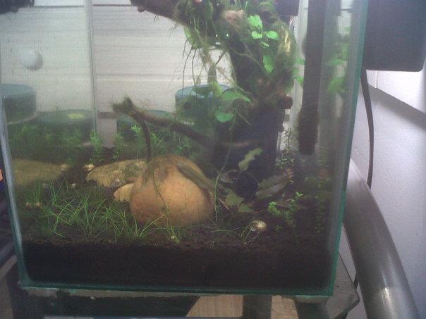 tritons tank 2.jpg
