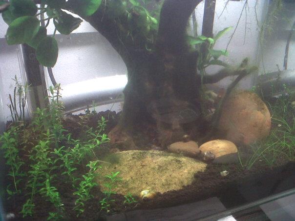 tritons tank.jpg
