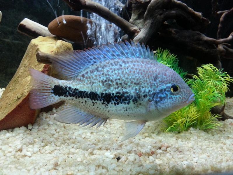 Vieja zonatus.jpg