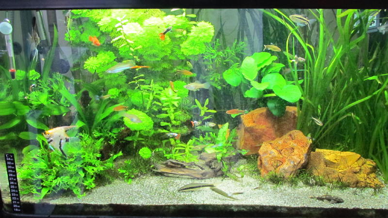 y Plante Jebo 034.jpg