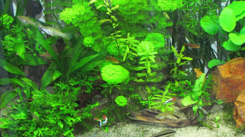 y Plante Jebo 040.jpg