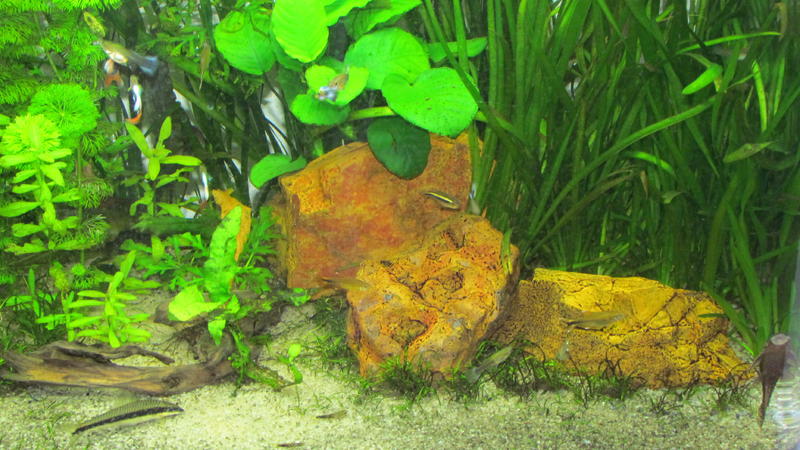 y Plante Jebo 041.jpg